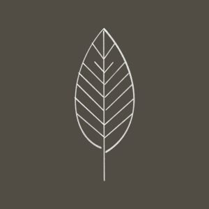 Beech Leaf A simple line drawing of a beech leaf.
